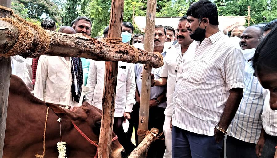 ರೈತರಿಗೆ ವಿತರಿಸಲು ತಂದಿರುವ ಸಾಯಿವಾಲ್ ಮತ್ತು ಗಿರ್ ತಳಿ ಹಸುಗಳನ್ನು ಸಂಸದ ಡಿ.ಕೆ. ಸುರೇಶ್ ವೀಕ್ಷಿಸಿದರು