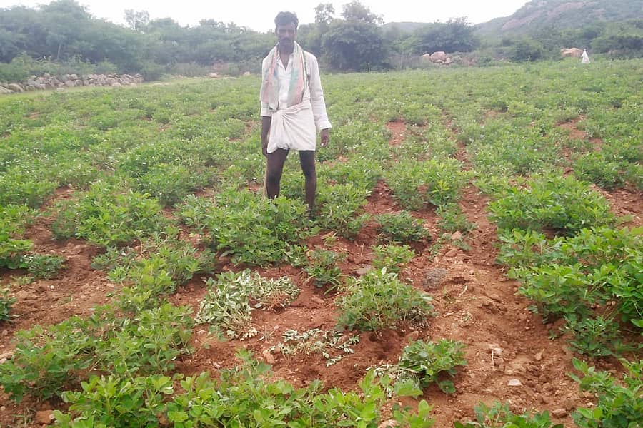 ಕವಿತಾಳ ಸಮೀಪದ ನೆಲಕೊಳ ಗ್ರಾಮದಲ್ಲಿ ಜಿಂಕೆ ಹಾಗೂ ಕಾಡುಹಂದಿಗಳ ದಾಳಿಯಿಂದ ಬೆಳೆ ನಾಶವಾಗಿರುವುದು