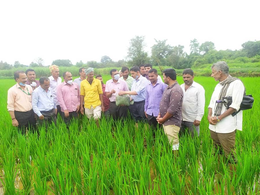 ಬೆಳಗಾವಿ ತಾಲ್ಲೂಕಿನ ಖಾದರವಾಡಿ ಗ್ರಾಮದಲ್ಲಿ ಕೃಷಿ ಇಲಾಖೆಯಿಂದ ಭತ್ತದ ಬೆಳೆಯಲ್ಲಿ ಅಜೋಲಾ ಪ್ರಾತ್ಯಕ್ಷಿಕೆ ಕಾರ್ಯಕ್ರಮಕ್ಕೆ ಉಪ ನಿರ್ದೇಶಕ ಎಚ್.ಡಿ. ಕೋಳೆಕರ ಗುರುವಾರ ಚಾಲನೆ ನೀಡಿದರು