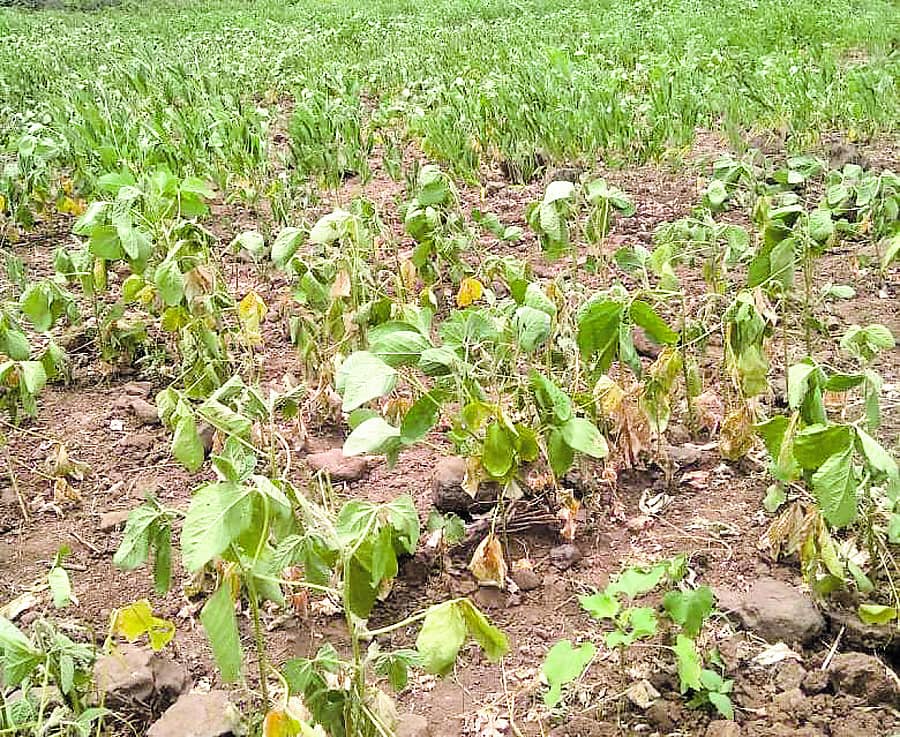 ಮಳೆ ಕೊರತೆಯಿಂದ ಔರಾದ್ ಸಮೀಪದ ಹೊಲದಲ್ಲಿನ ಸೋಯಾ ಬೆಳೆ ಬಾಡುತ್ತಿದೆ