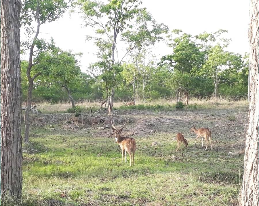 ಹಟ್ಟಿ ಪಟ್ಟಣದ ಹೊರವಲಯದ ಕಾಯ್ದಿಟ್ಟ ಅರಣ್ಯ ಪ್ರದೇಶದಲ್ಲಿ ಜಿಂಕೆಗಳು ಹಿಂಡಾಗಿ ಕಾಣಿಸಿಕೊಂಡ ಪರಿ.