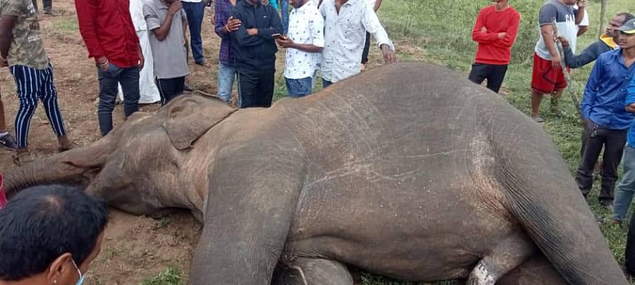 ಹುಣಸೂರು ತಾಲ್ಲೂಕಿನ ಗುರುಪುರ ಗ್ರಾಮದ ಎನ್.ವಿಲೇಜ್ನಲ್ಲಿ ಶುಕ್ರವಾರ ಅನುಮಾನಾಸ್ಪದವಾಗಿ ಕಾಡಾನೆ ಮೃತಪಟ್ಟಿದೆ
