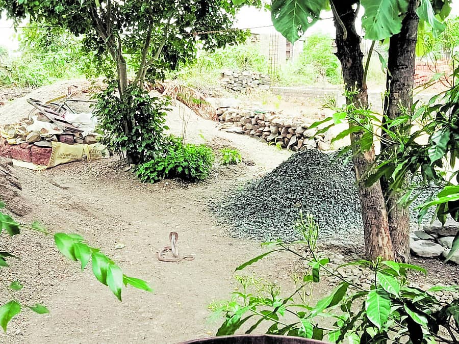 ಕಮಲನಗರದ ಮುರ್ಕಿ ಗ್ರಾಮದಲ್ಲಿ ನಾಗರ ಹಾವು ಪ್ರತ್ಯಕ್ಷವಾಗಿತ್ತು