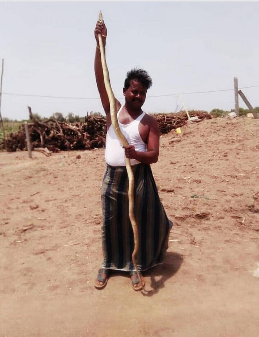 ಸುರಪುರದ ಚಂದಲಾಪುರ ಗ್ರಾಮದಲ್ಲಿ ಹಾವು ಹಿಡಿದ ವಿಶ್ವರಾಜ