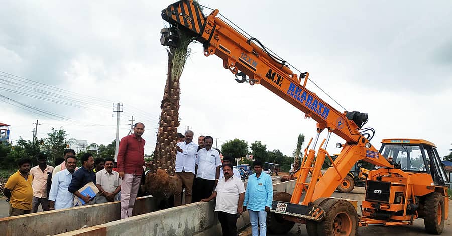 ಹೊಳಲ್ಕೆರೆಯ ಹೊಸದುರ್ಗ ಮಾರ್ಗದ ರಸ್ತೆ ವಿಭಜಕದ ಮಧ್ಯೆ ಕ್ರೇನ್ ಮೂಲಕ ಈಚಲ ಮರಗಳನ್ನು ನೆಡುವ ಕಾರ್ಯಕ್ಕೆ ಶಾಸಕ ಎಂ. ಚಂದ್ರಪ್ಪ ಚಾಲನೆ ನೀಡಿದರು (ಎಡಚಿತ್ರ) ವಿಭಜಕ ಮಧ್ಯೆ ನೆಟ್ಟಿರುವ ಈಚಲ ಮರಗಳು