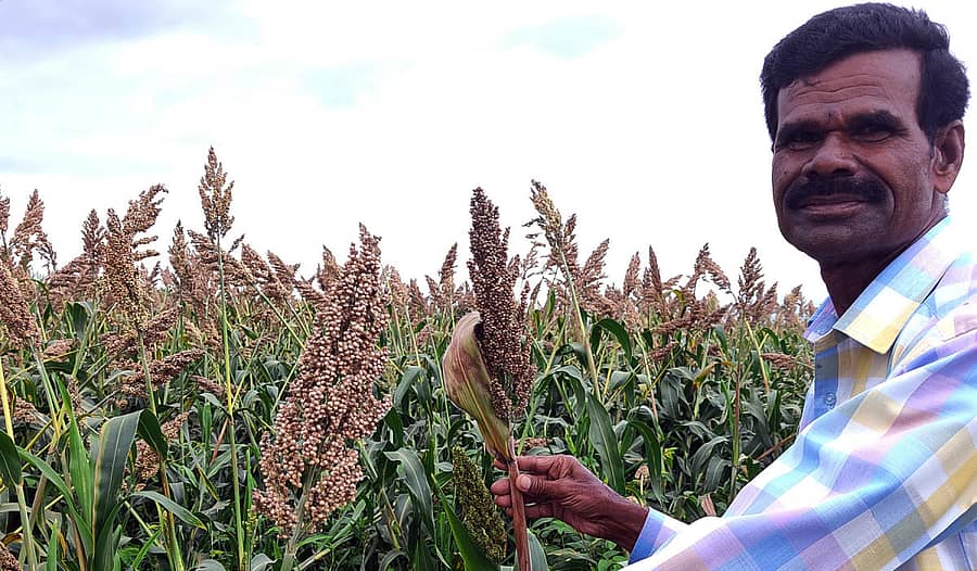 ಯಳಂದೂರು ತಾಲ್ಲೂಕಿನ ಹೊನ್ನೂರು-ಕೆಸ್ತೂರು ಹೊರ ವಲಯದಲ್ಲಿ ಬೆಳೆದಿರುವ ಬಿಳಿಜೋಳ ತೇವಾಂಶ ಹೆಚ್ಛಳದಿಂದ ಕಪ್ಪಾಗಿರುವುದನ್ನು ಕೃಷಿಕ ಎಚ್.ಜಿ.ಗುರುಲಿಂಗಯ್ಯ ಪರೀಕ್ಷಿಸಿದರು