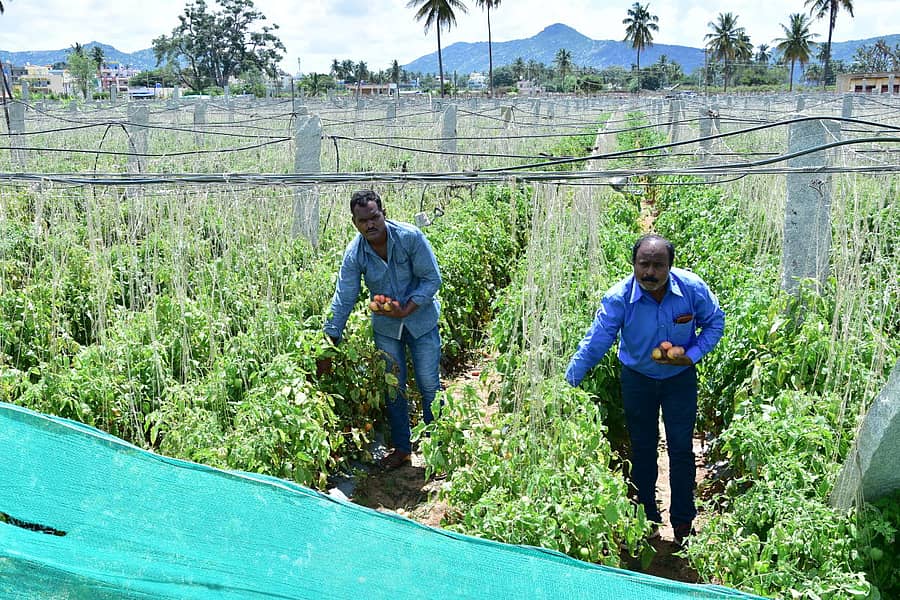 ಕೊಯ್ಲು ಮಾಡದೆ ಬಿಟ್ಟಿರುವ ಕಿರಣ್ ಅವರ ಟೊಮೆಟೊ ಗಿಡಗಳು