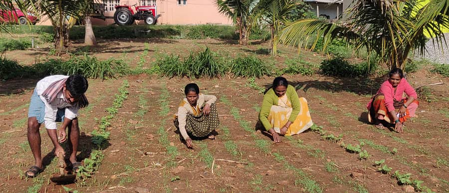 ಚನ್ನರಾಯಪಟ್ಟಣ ತಾಲ್ಲೂಕು ಶೆಟ್ಟಿಹಳ್ಳಿ ಹೊಲದಲ್ಲಿ ಕೃಷಿ ಚಟುವಟಿಕೆಯಲ್ಲಿ ನಿರತರಾಗಿರುವ ರೈತರು