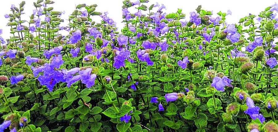 ಮಡಿಕೇರಿ ಸಮೀಪದ ಮಾಂದಲ್ಪಟ್ಟಿಯಲ್ಲಿ ಕಣ್ಮನ ಸೆಳೆಯುವ ನೀಲಕುರಿಂಜಿ ಹೂವು