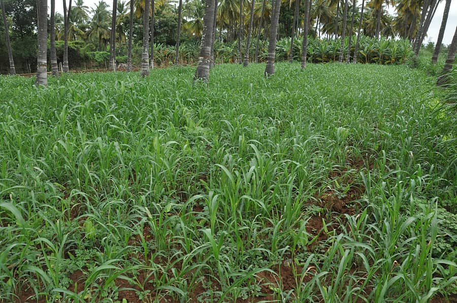 ಚಾಮರಾಜನಗರ ತಾಲ್ಲೂಕಿನ ಜಮೀನೊಂದರಲ್ಲಿ ತೆಂಗಿನ ಬೆಳೆಯ ನಡುವೆ ಜೋಳ ಬೆಳೆದಿರುವುದು