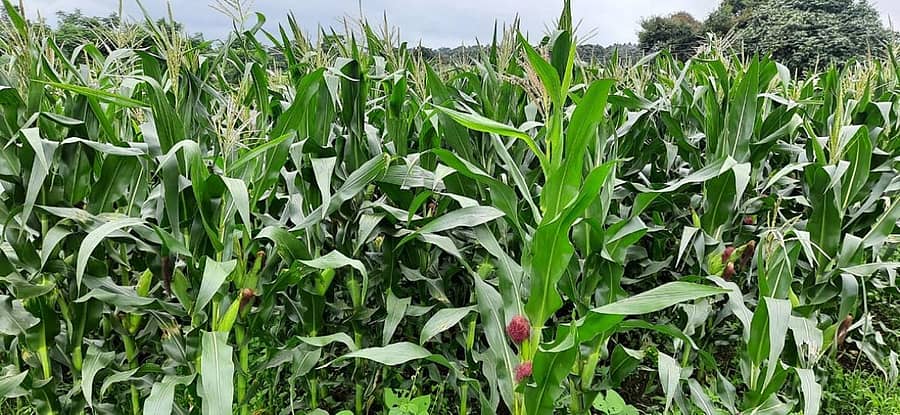 ಅರಕಲಗೂಡು ತಾಲ್ಲೂಕು ಮುದಿಗೆರೆ ಗ್ರಾಮದಲ್ಲಿ ಮುಸುಕಿನ ಜೋಳ ಬೆಳೆದಿರುವುದು (ಎಡಚಿತ್ರ). ಭತ್ತದ ನಾಟಿಗೆ ಸಿದ್ಧಗೊಂಡಿರುವ ಸಸಿ ಮಡಿ