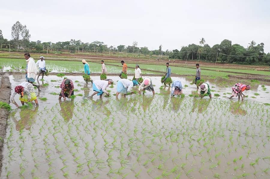 ನಂಜನಗೂಡು ತಾಲ್ಲೂಕಿನ ಸುತ್ತೂರು ಗ್ರಾಮದಲ್ಲಿ ಭತ್ತದ ನಾಟಿ ಕಾರ್ಯದಲ್ಲಿ ತೊಡಗಿದ್ದ ರೈತರು