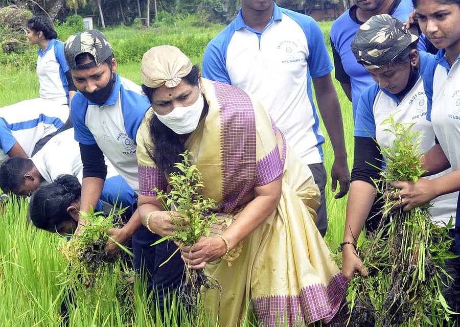 ಉಡುಪಿಯ ಕಡೇಕಾರಿನಲ್ಲಿ ಗುರುವಾರ ಕೇಂದ್ರ ಸಚಿವೆ ಶೋಭಾ ಕರಂದ್ಲಾಜೆ ಭತ್ತದ ಗದ್ದೆಯಲ್ಲಿ ಕಳೆ ತೆಗೆದರು.