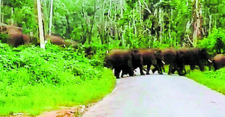 ನೆಲ್ಯಹುದಿಕೇರಿ ವ್ಯಾಪ್ತಿಯಲ್ಲಿ ರಸ್ತೆ ದಾಟುತ್ತಿರುವ ಕಾಡಾನೆ ಹಿಂಡು (ವಿಡಿಯೊ ಚಿತ್ರ). ಗುಹ್ಯ ಗ್ರಾಮದ ಎಂ.ಎಸ್. ವೆಂಕಟೇಶ್ ಅವರ ಗದ್ದೆಯನ್ನು ಕಾಡಾನೆಗಳು ತುಳಿದುಹಾಕಿರುವುದು