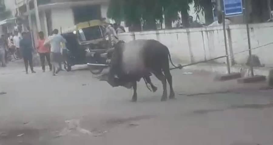 ದಾವಣಗೆರೆಯ ಗಾಂಧಿನಗರದಲ್ಲಿ ಶುಕ್ರವಾರ ಜನರನ್ನು ಬೆದರಿಸಿ ಆತಂಕ ಸೃಷ್ಟಿಸಿದ ಗೂಳಿ