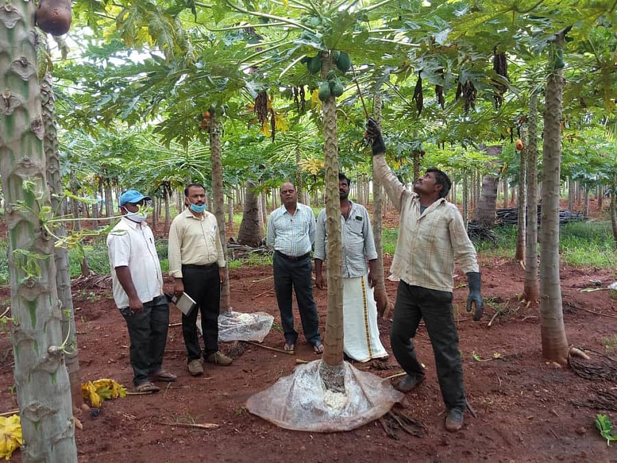 ಕೊಪ್ಪಳ ತಾಲ್ಲೂಕಿನ ಹಾಲವರ್ತಿ ಗ್ರಾಮದ ರೈತ ಮಾರ್ಕಂಡೇಯ ಹಿರೇಮಠ ಪಪ್ಪಾಯಿ ಹಣ್ಣುಗಳಿಂದ ಹಾಲು ತೆಗೆದು ಪ್ಲಾಸ್ಟಿಕ್ ಹಾಳೆಯಲ್ಲಿ ಸಂಗ್ರಹಿಸಿ ಮೌಲ್ಯವರ್ಧನೆ ಮಾಡುತ್ತಿರುವುದು