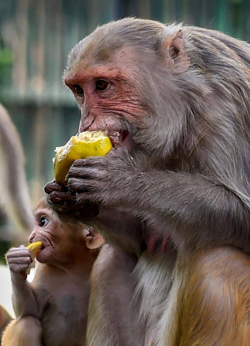 ಕೋತಿ–ಸಾಂದರ್ಭಿಕ ಚಿತ್ರ