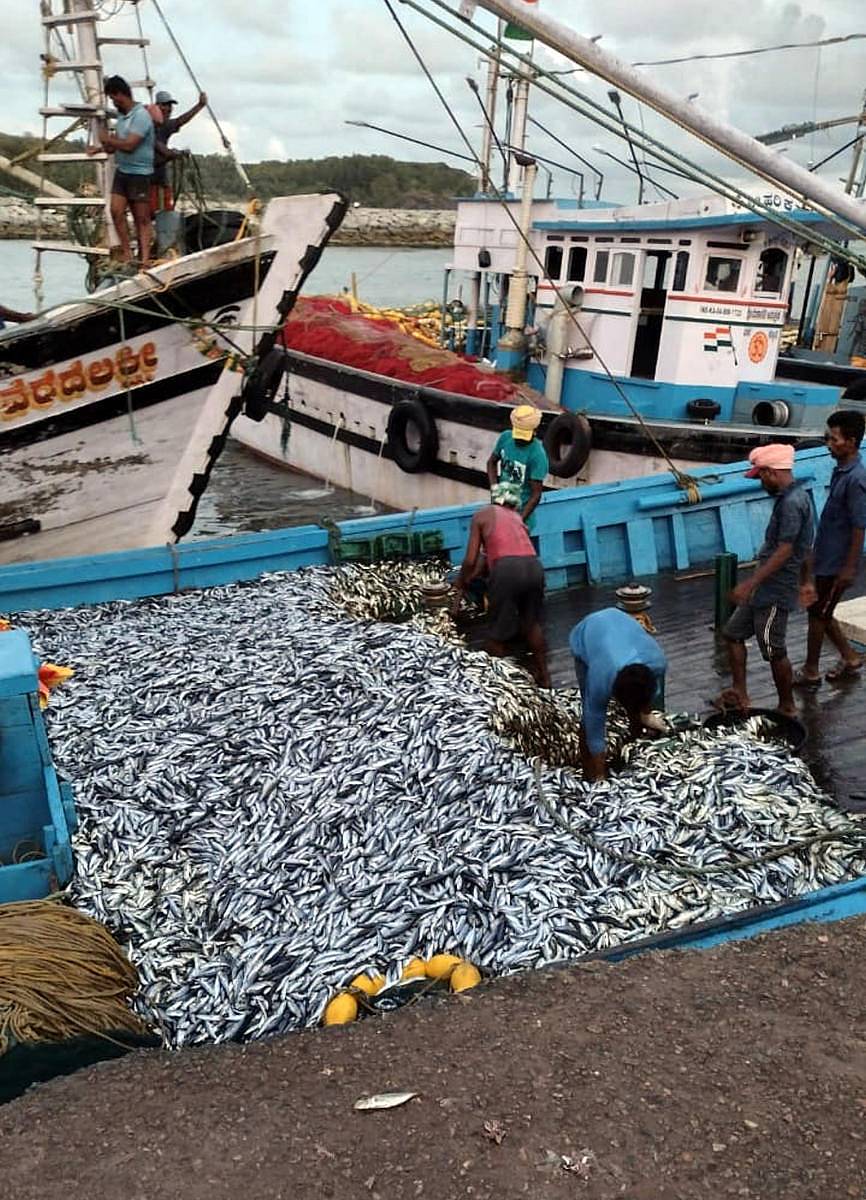 ಭಟ್ಕಳದ ಬಂದರಿನಲ್ಲಿ ಮೀನುಗಾರರು ದೋಣಿಯಿಂದ ಮೀನನ್ನು ದಡಕ್ಕೆ ತರುತ್ತಿರುವುದು