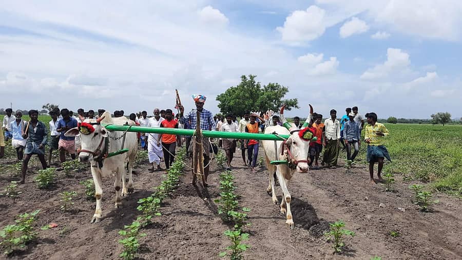 ಮಾನ್ವಿ ತಾಲ್ಲೂಕಿನ ಕಪಗಲ್ ಗ್ರಾಮದಲ್ಲಿ 10 ತಾಸಿನಲ್ಲಿ 20 ಎಕರೆ ಹೊಲ ಉಳುಮೆ ಮಾಡಿದ ಎತ್ತುಗಳು