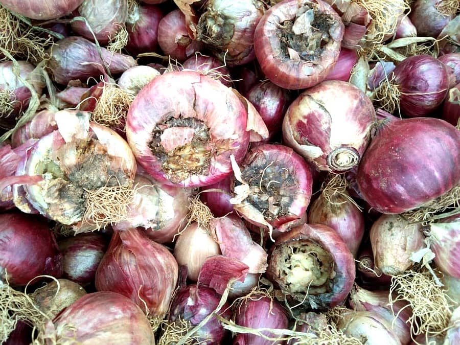 ಮೊಳಕಾಲ್ಮುರು ತಾಲ್ಲೂಕಿನ ಅರವಿಂದ ದೊಡ್ಡಿ ಬಳಿ ಕೊಳೆ ರೋಗಕ್ಕೆ ತುತ್ತಾಗಿರುವ ಈರುಳ್ಳಿ.