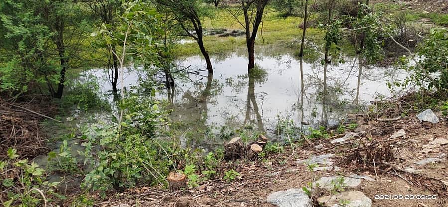 ಕರಡಗಾನಹಳ್ಳಿ ಕೆರೆಯ ಅಂಚಿನಲ್ಲಿ ಮರಗಳನ್ನು ಕಟಾವು ಮಾಡಿರುವುದು