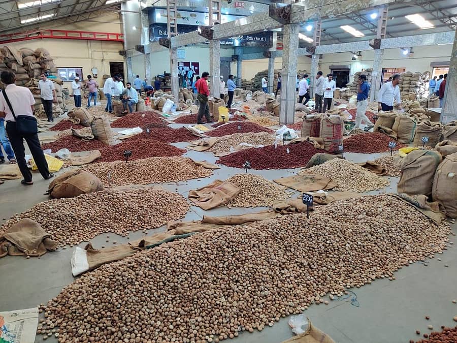 ಶಿರಸಿಯ ಟಿಎಸ್ಎಸ್ ಅಡಿಕೆ ವ್ಯಾಪಾರ ಅಂಗಳದಲ್ಲಿ ಶುಕ್ರವಾರ ಮಾರಾಟಕ್ಕೆ ಬಂದಿದ್ದ ಕೆಂಪಡಿಕೆ, ಚಾಲಿ