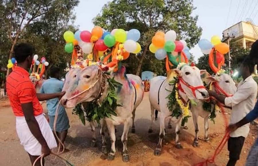 ಔರಾದ್ ಸಮೀಪದ ಠಾಣಾಕುಶನೂರ್ ರೈತರು ಹೋಳಾ ಹಬ್ಬದಂದು ಎತ್ತುಗಳನ್ನು ಸಿಂಗರಿಸಿದ ಪರಿ