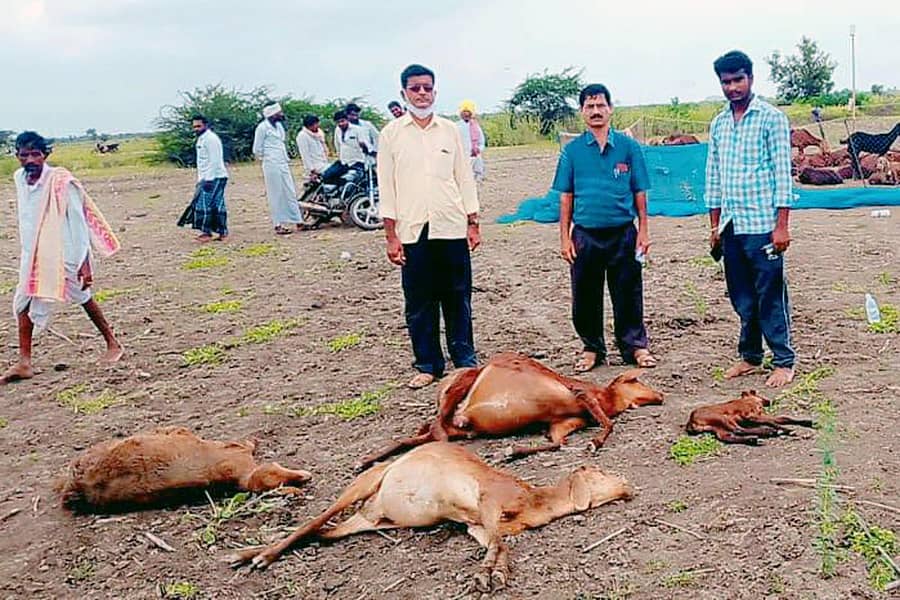 ಕವಿತಾಳದಲ್ಲಿ ಕುರಿಗಳು ಸತ್ತಿರುವುದನ್ನು ಅಧಿಕಾರಿಗಳು ಪರಿಶೀಲಿಸಿದರು.