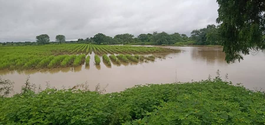 ಮಳೆಯಿಂದಾಗಿ ಚಿಂಚೋಳಿ ತಾಲ್ಲೂಕಿನ ಬೆನಕನಹಳ್ಳಿ ಗ್ರಾಮದ ಹೊಲಗಳಲ್ಲಿ ತೊಗರಿ ಬೆಳೆ ಜಲಾವೃತವಾಗಿರುವುದು