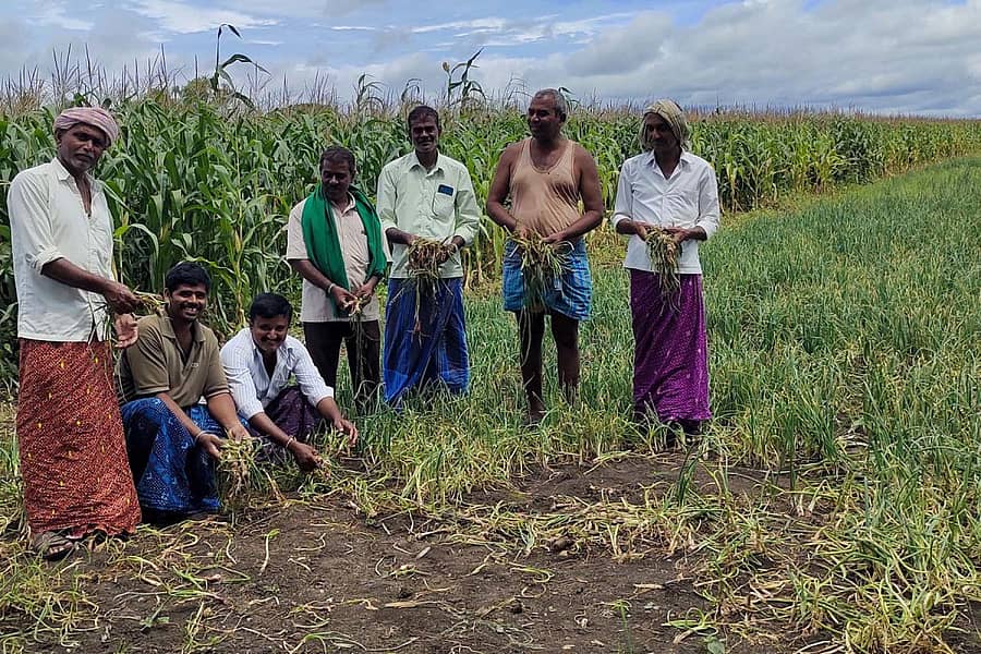 ನ್ಯಾಮತಿ ಸುತ್ತಮುತ್ತಲ ಗ್ರಾಮಗಳ ರೈತರು ಬೆಳೆದಿರುವ ಈರುಳ್ಳಿ ಫಸಲಿಗೆ ಮಜ್ಜಿಗೆ ರೋಗ ಮತ್ತು ಸುರುಳಿ ರೋಗ ಬಂದಿರುವುದನ್ನು ರೈತರು ತೋರಿಸಿದರು.
