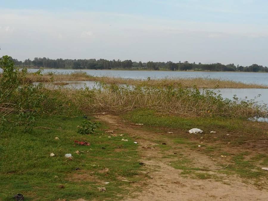 ಬನ್ನೂರಿನ ಹೆಗ್ಗೆರೆಯಲ್ಲಿ ಗಿಡಗಂಟಿಗಳು ಬೆಳೆದಿವೆ