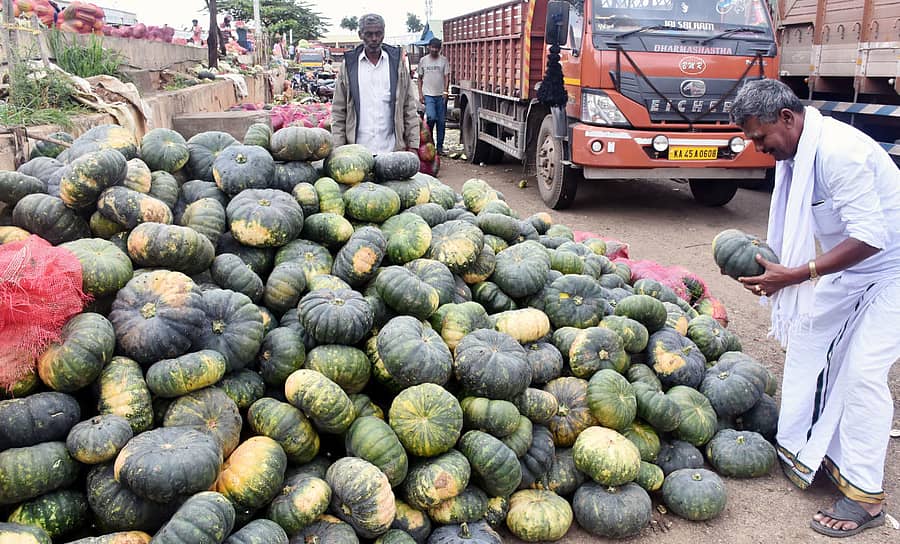 ಮೈಸೂರಿನ ಎಪಿಎಂಸಿ ಮಾರುಕಟ್ಟೆಯಲ್ಲಿ ಮಂಗಳವಾರ ಅಗ್ಗವಾಗಿ ಸಿಕ್ಕ ಕುಂಬಳಕಾಯಿಯನ್ನು ಗ್ರಾಹಕರೊಬ್ಬರು ಖರೀದಿಸಿದರು
