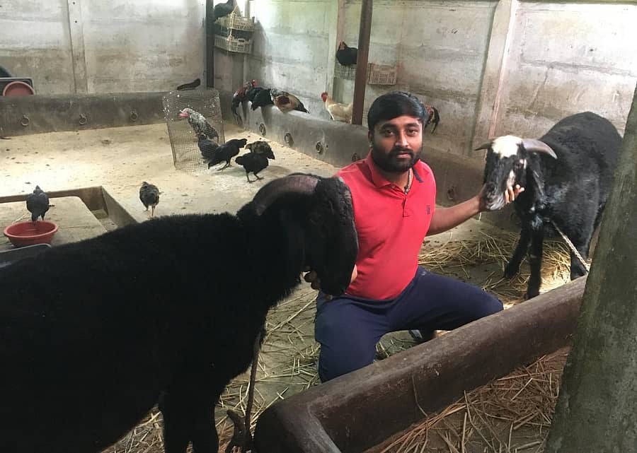 ಶಿರಾಳಕೊಪ್ಪದ ಸೊರಬ ರಸ್ತೆಯ ಯುವ ರೈತ ಅಭಿಷೇಕ ಸ್ಪರ್ಧೆಗಾಗಿ ಸಿದ್ಧಪಡಿಸಿರುವ ಕಾಳಗದ ಕುರಿಗಳು