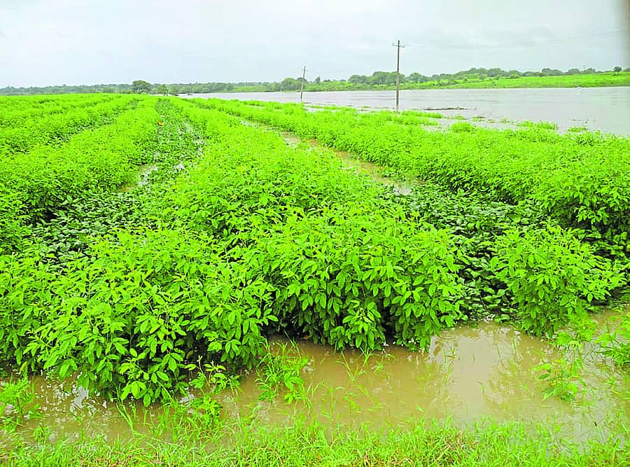 ಬೀದರ್ ಜಿಲ್ಲೆ ಕಮಲನಗರ ತಾಲ್ಲೂಕಿನ ಸೋನಾಳ ಗ್ರಾಮದ ಹೊಲದಲ್ಲಿನ ತೊಗರಿ, ಸೋಯಾ ಬೆಳೆಯಲ್ಲಿ ನೀರು ನಿಂತಿರುವುದು