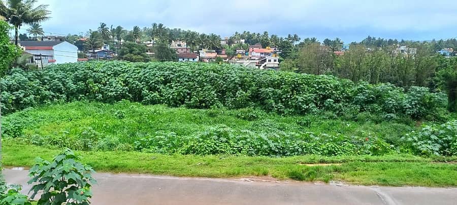 ಶನಿವಾರಸಂತೆ ಕಿತ್ತೂರು ರಾಣಿ ಚೆನ್ನಮ್ಮ ವೃತ್ತದ ಸಮೀಪ ಕಾವೇರಿ ರಸ್ತೆಗೆ ಹೊಂದಿಕೊಂಡಿರುವ ಪುರಾತನ ಮಕ್ಕಳ ಕಟ್ಟೆಕೆರೆ ಗಿಡಗಂಟಿಗಳಿಂದ ತುಂಬಿರುವ ದೃಶ್ಯ