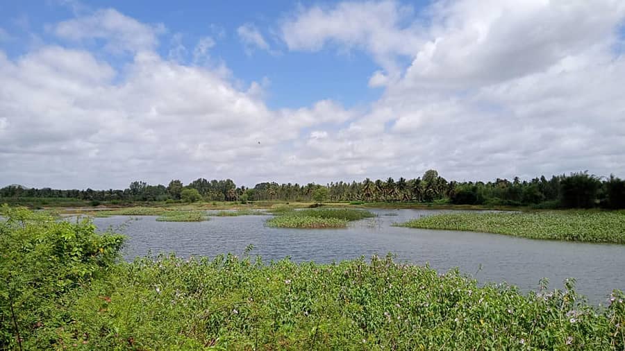 ಶ್ರೀರಂಗಪಟ್ಟಣ ತಾಲ್ಲೂಕಿನ ನೇರಲಕೆರೆ ಗ್ರಾಮದ ಮರಿಯಮ್ಮನ ಕೆರೆ