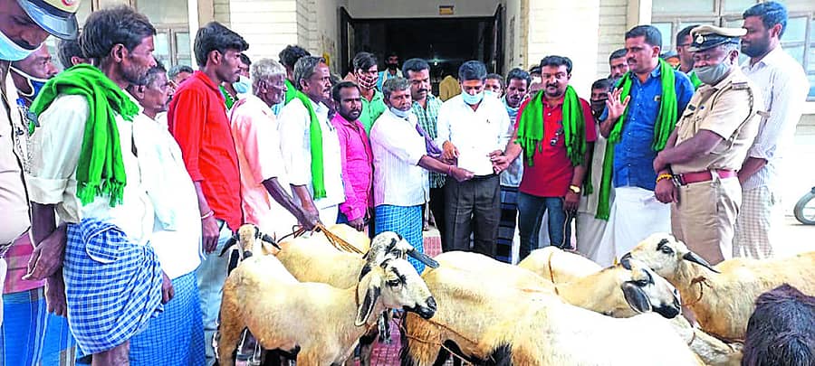 ಕುರಿಗಾಹಿಗಳು ಮತ್ತು ರೈತ ಸಂಘದಿಂದ ಗುರುವಾರ ಮುಳಬಾಗಿಲು ತಾಲ್ಲೂಕು ಕಚೇರಿ ಮುಂದೆ ಕುರಿಗಳ ಸಮೇತ ಪ್ರತಿಭಟನೆ ನಡೆಸಿದರು