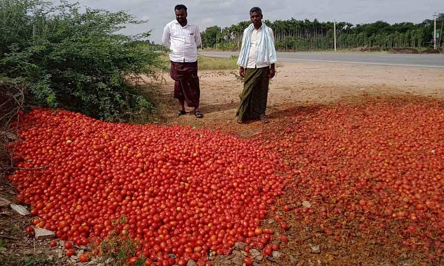 ಹಿರಿಯೂರು ತಾಲ್ಲೂಕಿನ ಗುಳಗೊಂಡನಹಳ್ಳಿ ಬಳಿ ಟೊಮೆಟೊ ದರ ಕುಸಿತದಿಂದ ಬೇಸರಗೊಂಡ ರೈತ ಗುರುಸ್ವಾಮಿ ರಸ್ತೆಗೆ ಸುರಿದಿದ್ದಾರೆ
