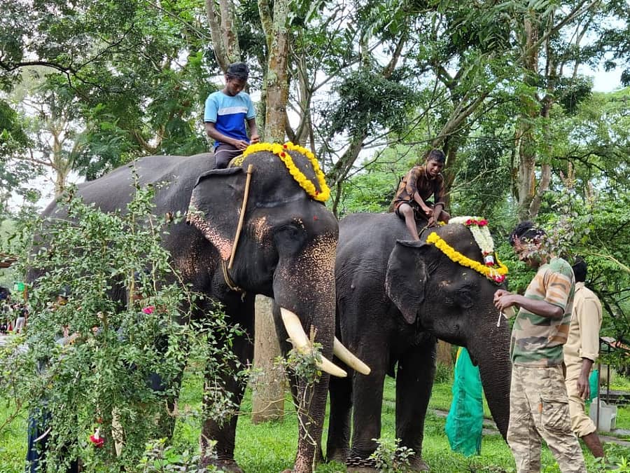 ಕುಶಾಲನಗರ ಸಮೀಪದ ದುಬಾರೆ ಸಾಕಾನೆ ಶಿಬಿರದಿಂದ ಮೂರು ಆನೆಗಳನ್ನು ಮೈಸೂರು ದಸರಾ ಮಹೋತ್ಸವಕ್ಕೆ ಬೀಳ್ಕೋಡಲಾಯಿತು.