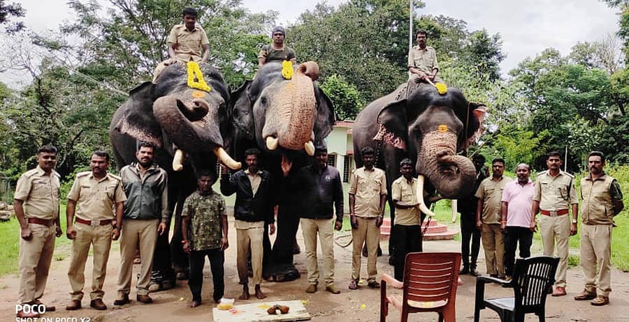 ಗೋಣಿಕೊಪ್ಪಲು ಬಳಿಯ ಮತ್ತಿಗೋಡು ಸಾಕಾನೆ ಶಿಬಿರದಲ್ಲಿ ದಸರಾ ಆನೆಗಳಾದ ಅಭಿಮನ್ಯು, ಗೋಪಾಲಸ್ವಾಮಿ,ಅಶ್ವತ್ಥಾಮ ಆನೆಗಳನ್ನು ಮೈಸೂರು ದಸರಾ ಉತ್ಸವದಲ್ಲಿ ಪಾಲ್ಗೊಳ್ಳಲು ಭಾನುವಾರ ಬೀಳ್ಕೊಡಲಾಯಿತು