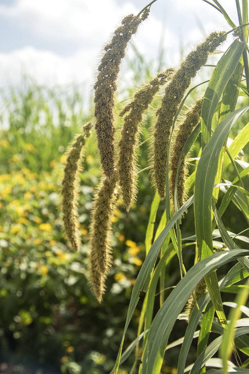 ಸಿರಿ ಧಾನ್ಯ