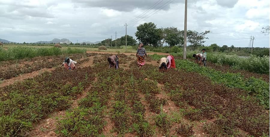 ಹೊಸದುರ್ಗ ತಾಲ್ಲೂಕಿನ ಗ್ರಾಮವೊಂದರ ಜಮೀನಿನಲ್ಲಿ ಕೊಳೆರೋಗಕ್ಕೆ ತುತ್ತಾಗಿ ಕೊಯ್ಲಿಗೆ ಬಂದಿರುವ ಶೇಂಗಾ ಗಿಡ ಕೀಳುತ್ತಿರುವ ಕೃಷಿ ಕಾರ್ಮಿಕರು.