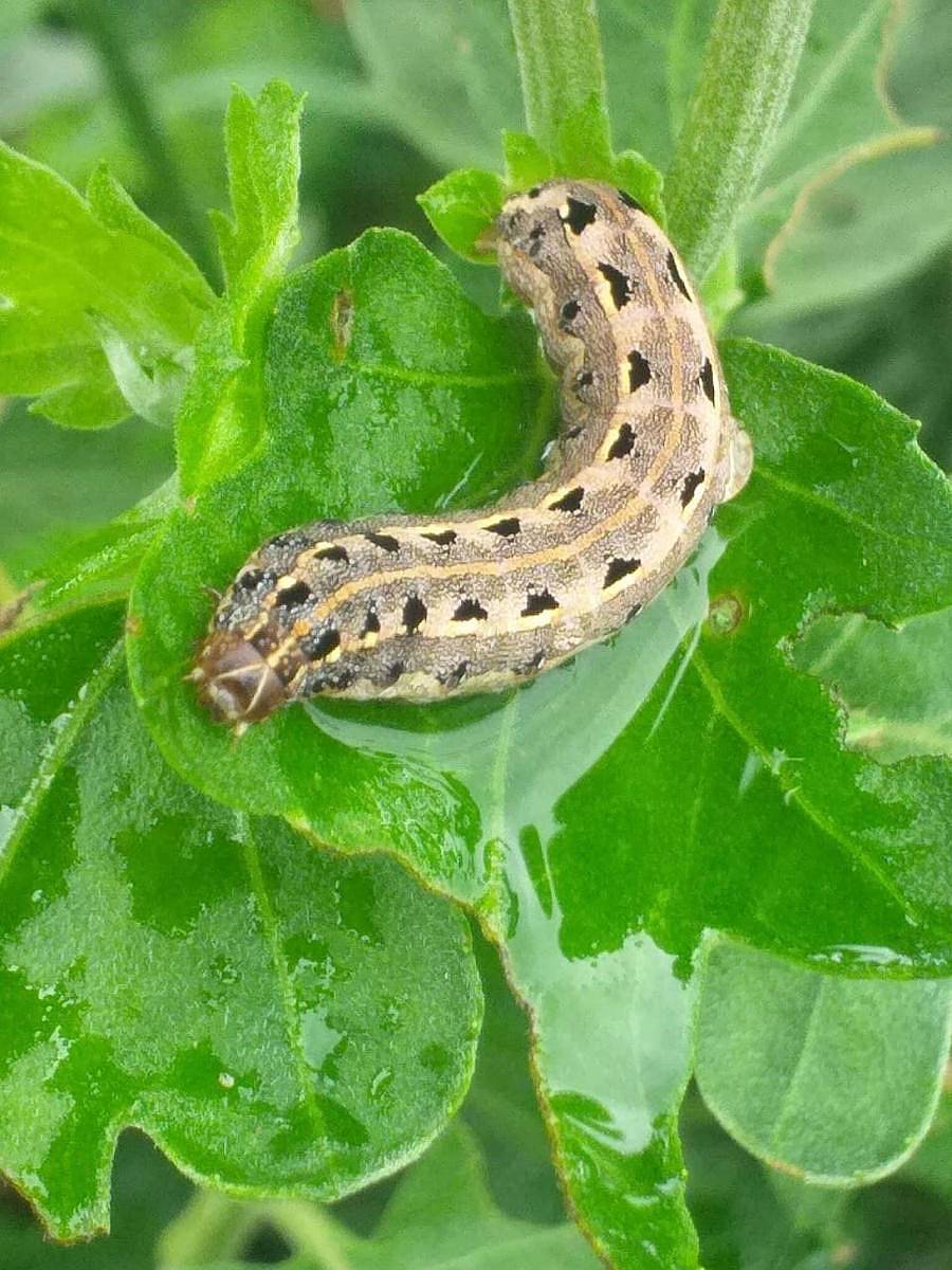 ಶೃಂಗಾರತೋಟದ ಜಮೀನಿನ ಸೇವಂತಿ ಬೆಳೆಯಲ್ಲಿ ಕಂಡುಬಂದಿರುವ ಹುಳು
