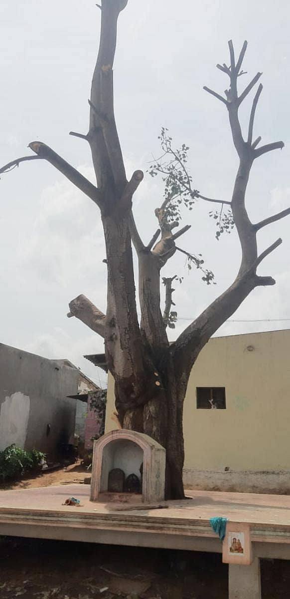 ಬೆಳ್ಳಕ್ಕಿಗಳು ಗೂಡು ಕಟ್ಟಿದ್ದ ಮರವು ಕೊಂಬೆಗಳಿಲ್ಲದೆ ಬೋಳಾಗಿದೆ