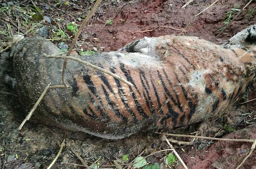 ಗಂಡು ಹುಲಿಯ ಮೃತ ದೇಹ