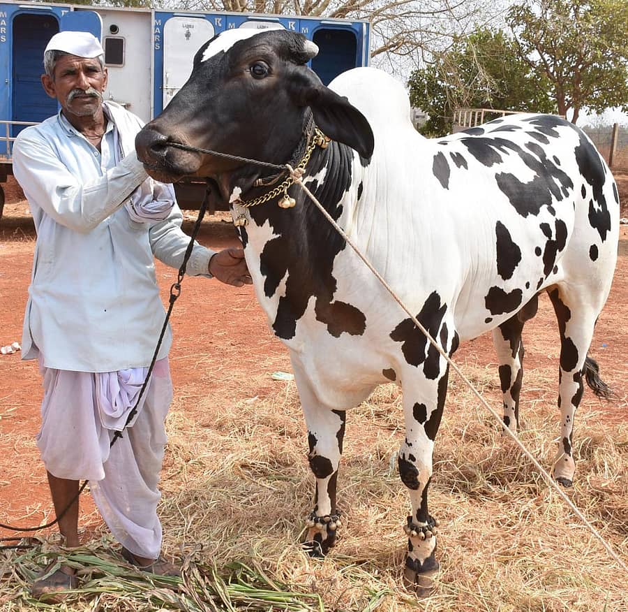 ಕಲ್ಯಾಣ ಕರ್ನಾಟಕದ ಹವಾಗುಣಕ್ಕೆ ಹೊಂದಿಕೊಳ್ಳುವ ದೇವಣಿ ತಳಿಯ ಹೋರಿ