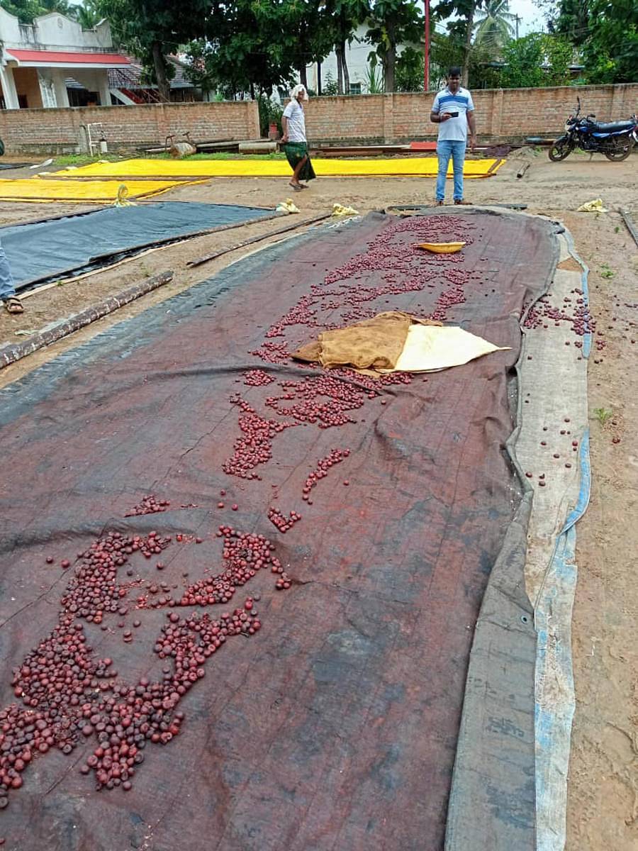 ಅರಬಿಳಚಿ ಗ್ರಾಮದಲ್ಲಿ ಮಂಜುನಾಥ ಎಂಬುವವರ ಅಡಿಕೆ ಮನೆಯಲ್ಲಿ ಒಣಗುತ್ತಿರುವ ಅಡಿಕೆ ಕಳವಾಗಿವೆ