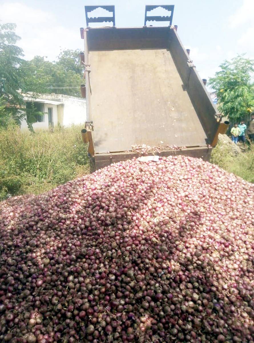 ಹರಪನಹಳ್ಳಿ ತಾಲ್ಲೂಕಿನ ಲೋಲೇಶ್ವರ ಗ್ರಾಮದಲ್ಲಿ ಈರುಳ್ಳಿಯನ್ನು ತಿಪ್ಪೆಗೆ ಸುರಿದಿರುವುದು.