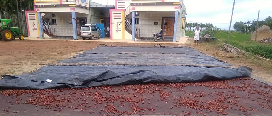 ಸಂತೇಬೆನ್ನೂರು ಸಮೀಪದ ಹಿರೇಕೋಗಲೂರಿನ ಶಿವಕುಮಾರ್ ಎಂಬುವರ ಮನೆ ಮುಂದೆ ಹರಡಿದ್ದ ಅಡಿಕೆಯನ್ನು ಬುಧವಾರ ರಾತ್ರಿ ಕಳ್ಳರು ದೋಚಿದ್ದಾರೆ.