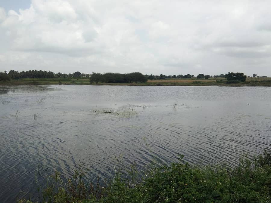 ದೂಪದಹಳ್ಳಿಯ ಅಗಸನಕಟ್ಟೆಯಲ್ಲಿ ವಲಸೆ ಪಕ್ಷಿಗಳಿಗೆ ಆಶ್ರಯ ನೀಡುತ್ತಿದ್ದ ಜಾಲಿಮರಗಳನ್ನು ತೆರವುಗೊಳಿಸಿದ ಕಾರಣ ಪಕ್ಷಿಗಳೇ ಕಣ್ಮರೆಯಾಗಿವೆ